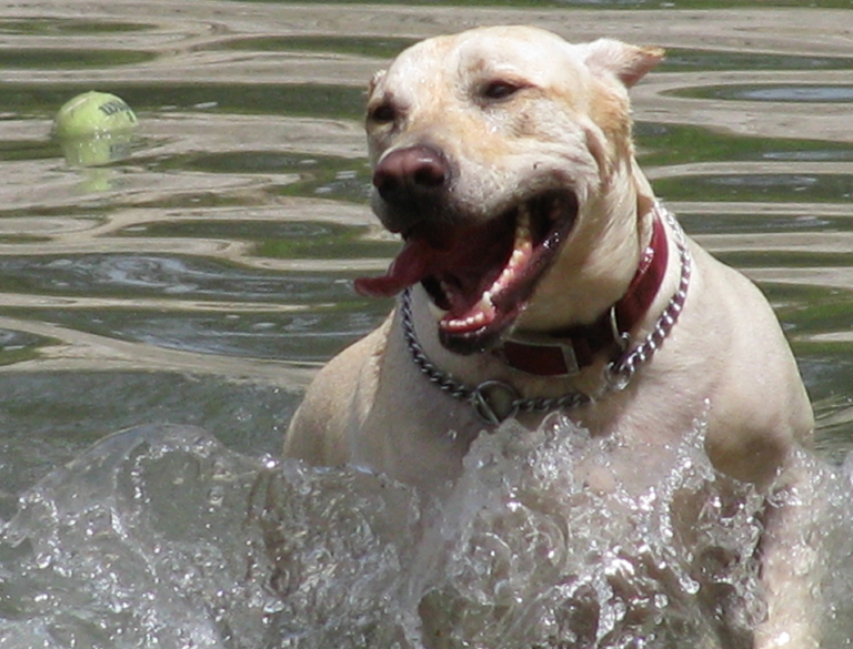 Home Alone Preferred Pet Care