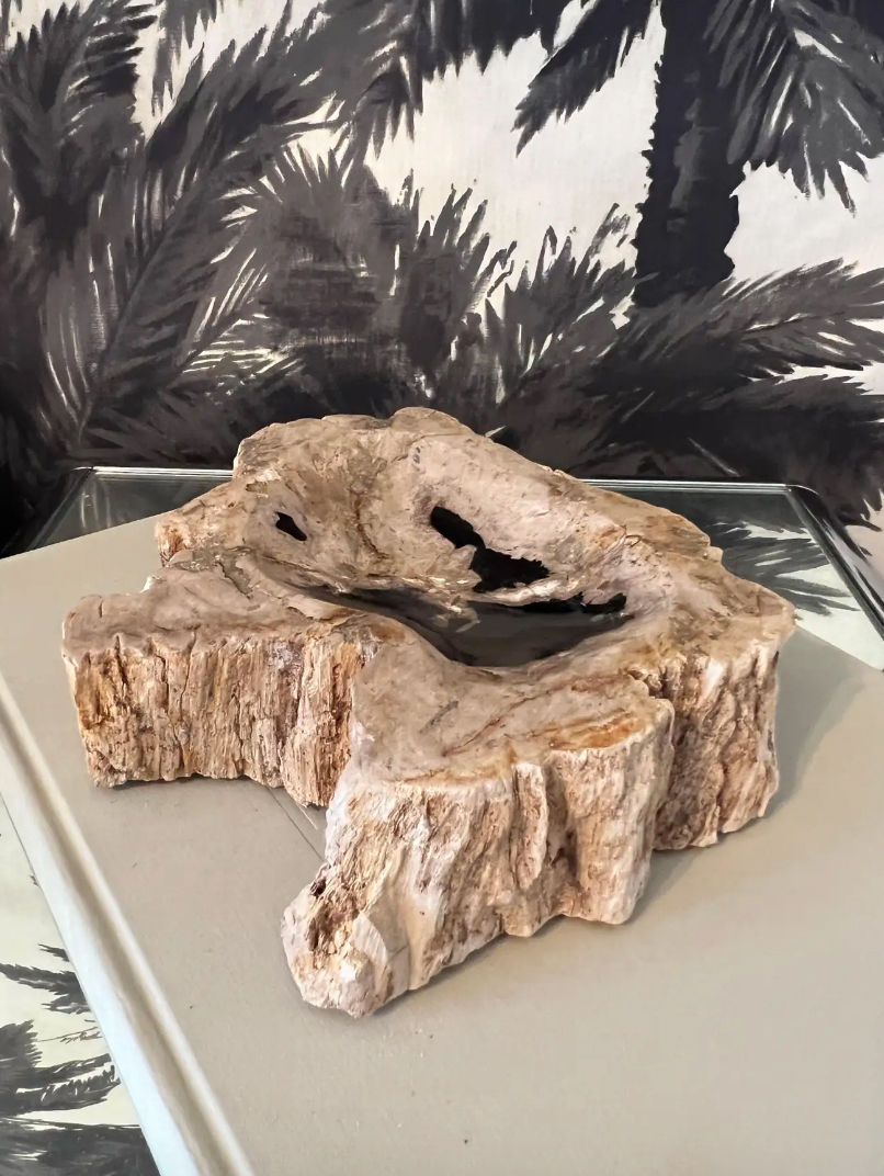 Thumbnail: Petrified Wood Vide-Poche Decorative Bowl with Live Edge in Beige and Black