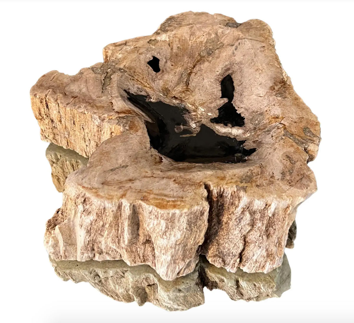 Petrified Wood Vide-Poche Decorative Bowl with Live Edge in Beige and Black