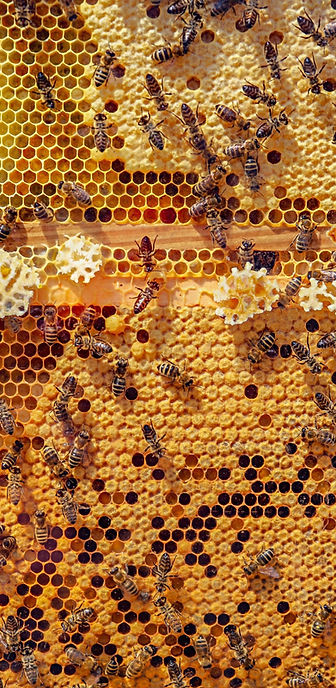honey comb vertical_shutterstock.jpg