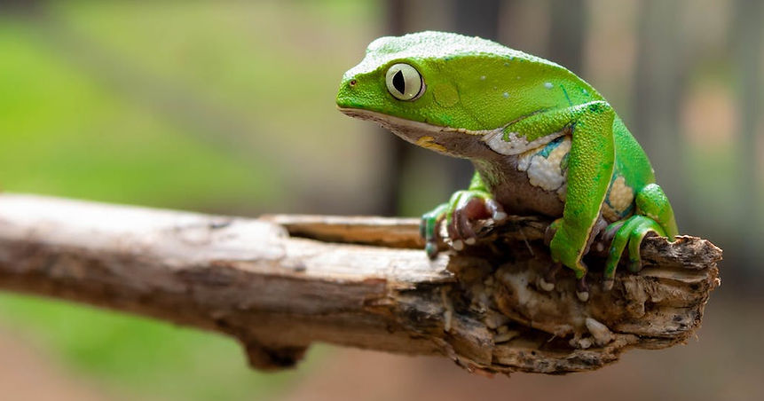 Frog free stock 2_edited.jpg