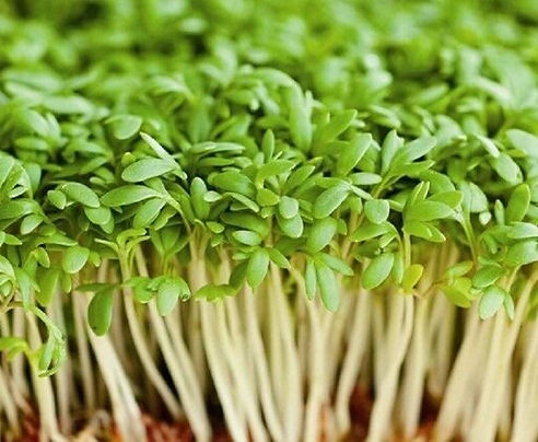 Cress seeds_sprouts.jpg