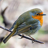 European robin (Erithacus rubecula).jpg