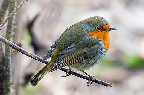 European robin (Erithacus rubecula).jpg