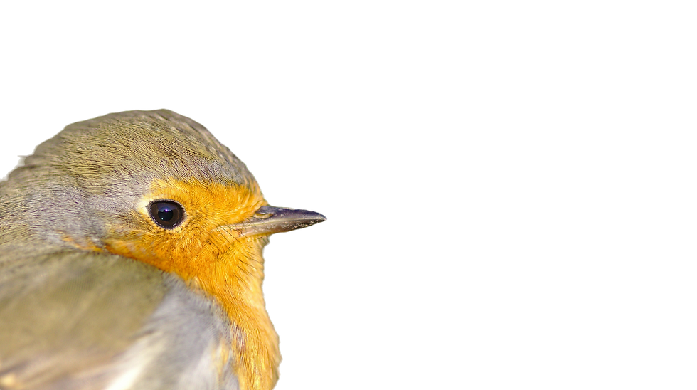 Free download from Unsplash_crop1_edited