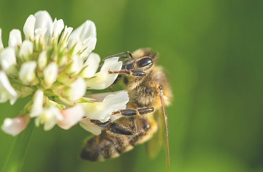 honeybee on white clover gree shuttersto