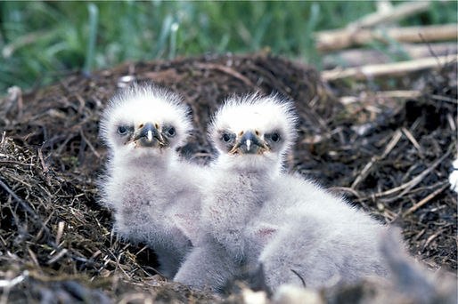 White baby birds_free download pxhere dot com 773043.jpg