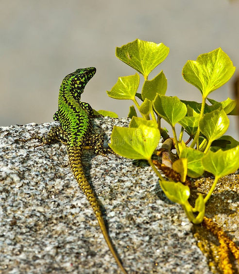 Podarcis muralis - European wall lizard aka common wall lizard.jpg