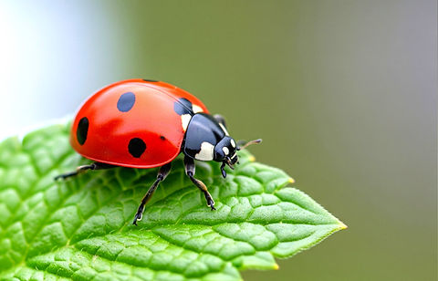 ladybug shutterstock_2690288069_edited_e