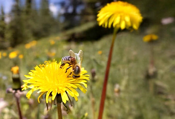 dandelion_hill-3486943563_edited_edited_