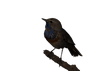 bird_background removed_shutterstock_blu
