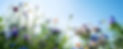 Flora diversity_horizontal_I bought shutterstock.jpg