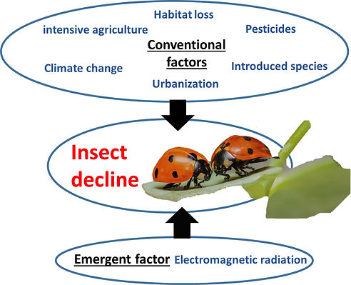 Balmori 2021 on insect decline.jpg