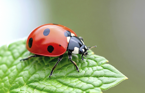 ladybug shutterstock_2690288069_edited_e