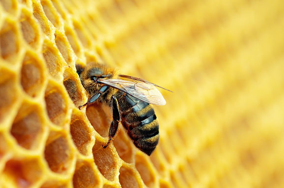 Worker bee honey comb_Smaller_shttrst.jpg