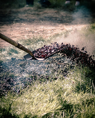 Red-hot embers being spread across grass with a metal shovel during firewalk preparation at Northroot Sanctuary.