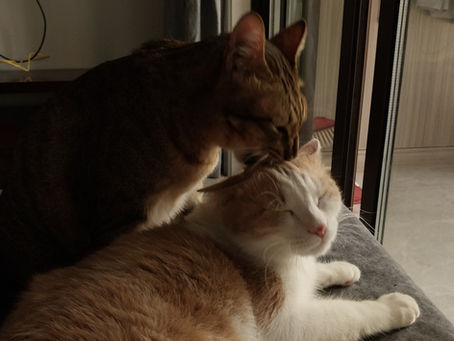 Cats, the Chaos they Create and the Case of the Disappearing Felines.
