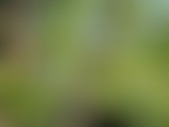 Why You Should Hire an ISA Certified Arborist — Not Just Any Tree Service in Harbor Springs, Michigan