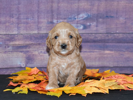 Crate Training Your Labradoodle