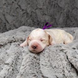 Daisy