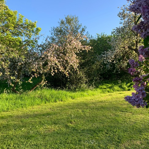 IMG_2036.jpeg