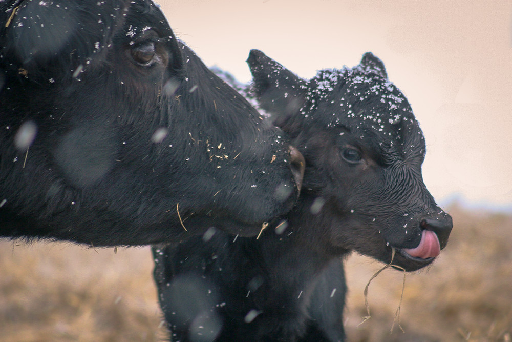 5 Tips for Winter Calving