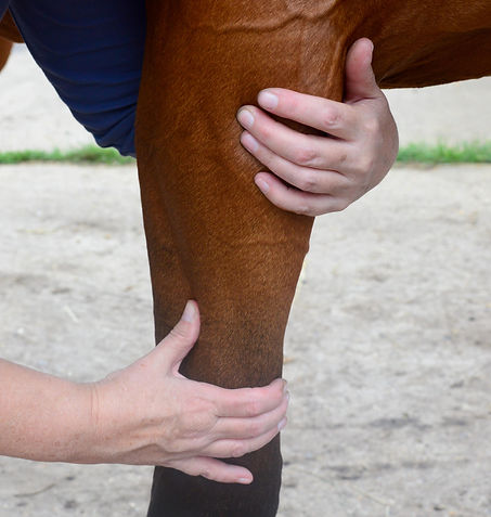 hoss leg massage 2.jpg