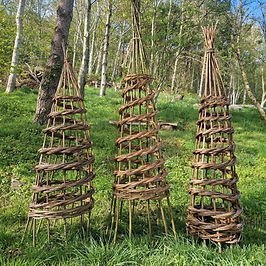 Willow plant climber
