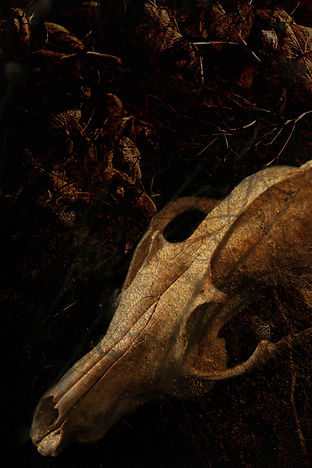Grungy fox skull - connecting to bone woman - flipped.jpg