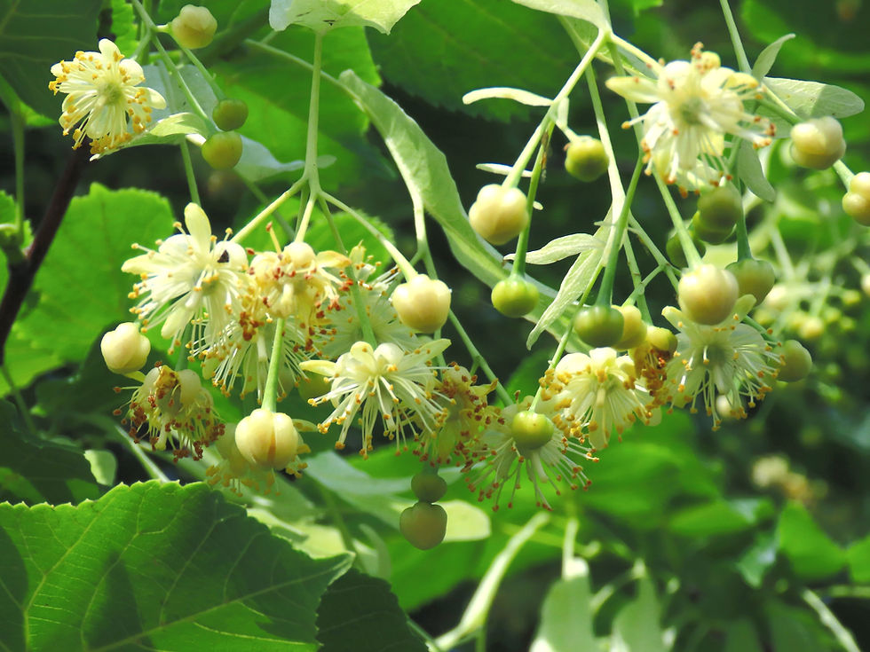 Close-up of pale yellow linden blossoms and green leaves, with dangling buds against a soft leafy background.