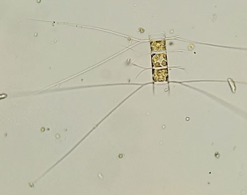 Chaetoceros decipiens (complex)