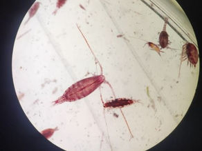 Copepods stained in Neutral Red.