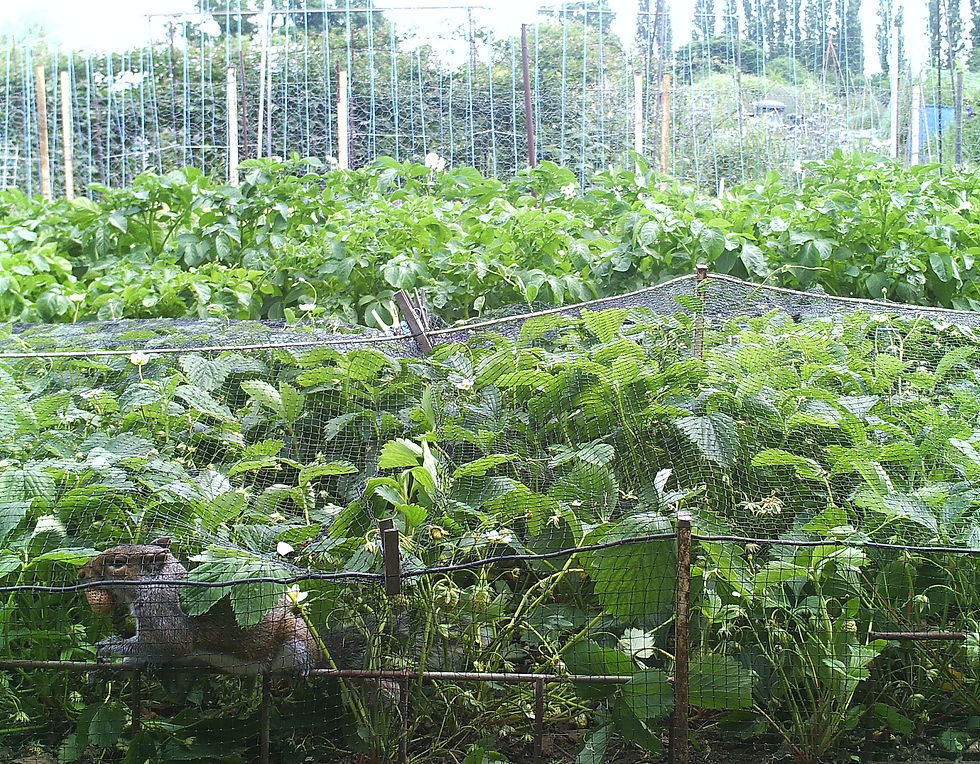 Squirrel pinching strawberries