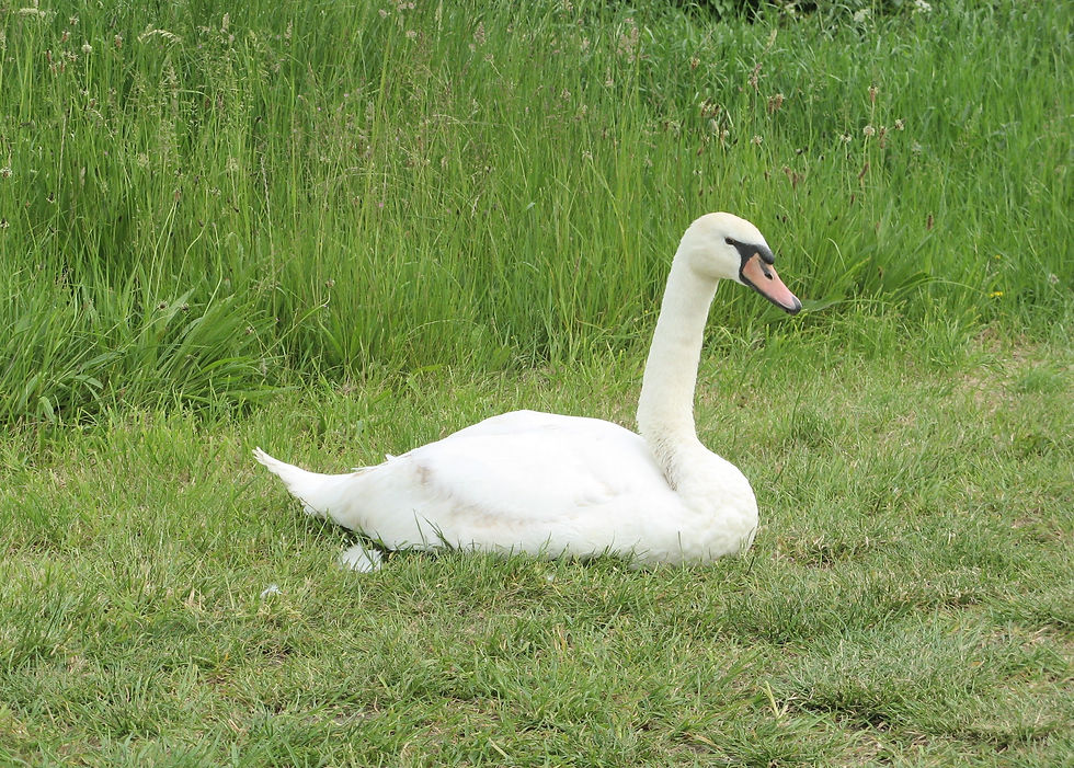 A swan landed on the allotments