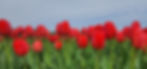 Field of Red Tulips Photo by Adriana Rocha