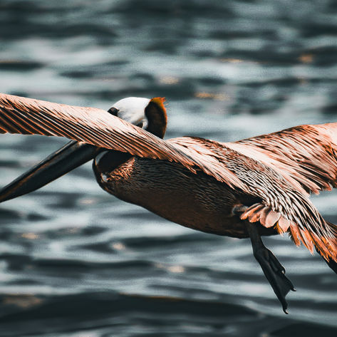 Pelican in Flight by Darnel Marley