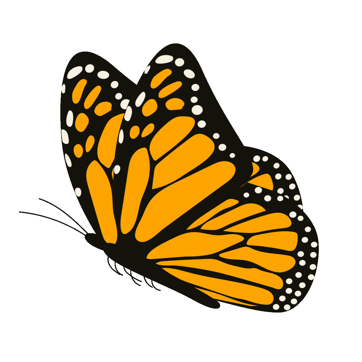 MONARCH IN MOTION