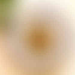 pan-Fried King Oyster Mushrooms