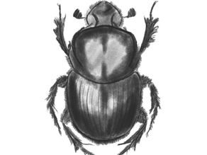 Dung Beetles: Nature’s Tiny Engineers of the Soil 
