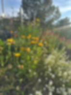 Hedgerow at Paradise Tribal Farm | Valley Center