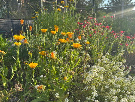 Looking for a Sign: Plant Names and Garden Signs