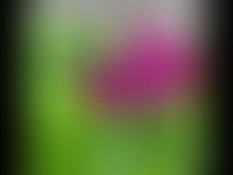 Beyond the Fields: How Farmers Are Boosting Biodiversity with Hedgerows