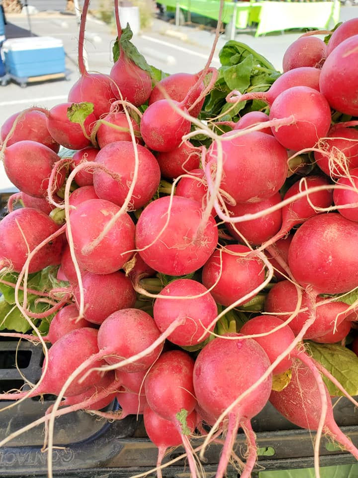 Salad radish.jpg