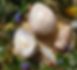 grande agate fleur.jpg