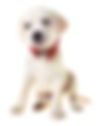 PUPPY IMAGE.jpeg