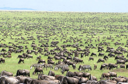 Serengeti Plain 