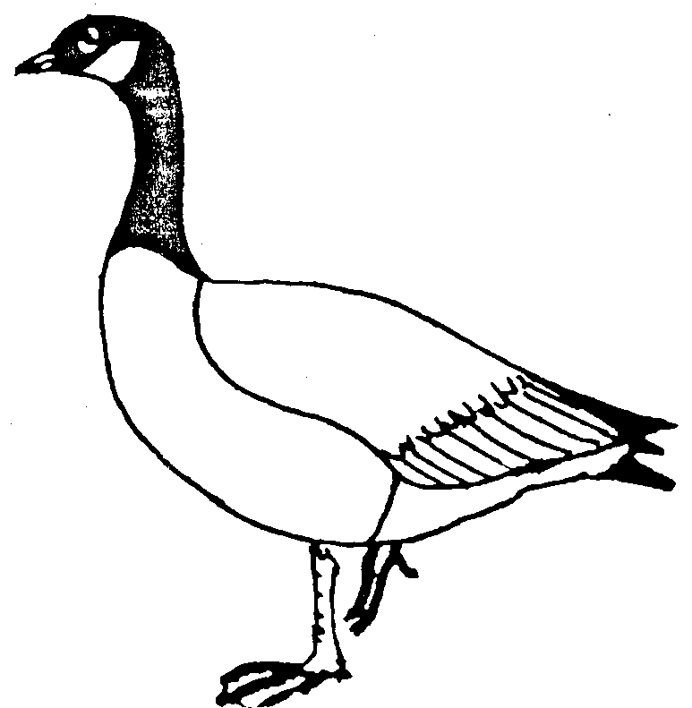 Strektegning kanadagås
