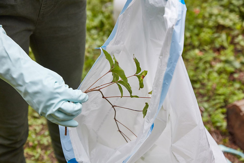 Using protective gloves, a person safely removes poison ivy by placing it into a large, secure plastic bag.