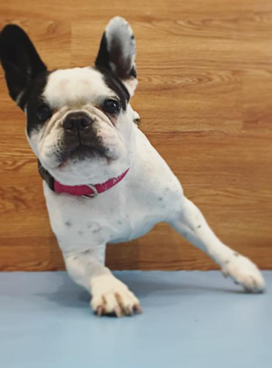 Good Dog Dog Daycare Boarding West Seattle