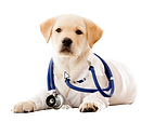 Dog Plus Stethoscope_1.png